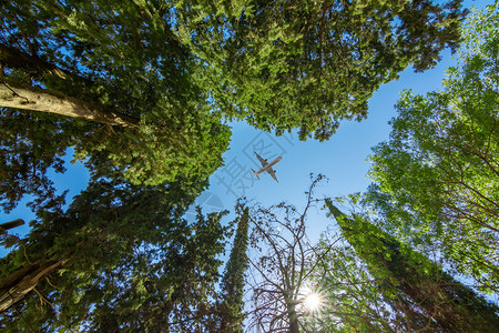 超过多于墙纸空中飞机在森林上空行下视线图片