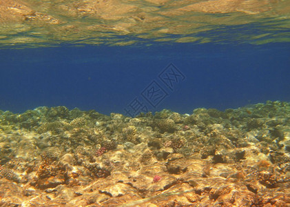 海洋阳光岩石红底部的珊瑚和礁与清水的编辑图片