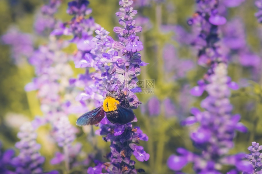 木匠蜜蜂浸在大自然美丽的花朵上动物天线粉图片