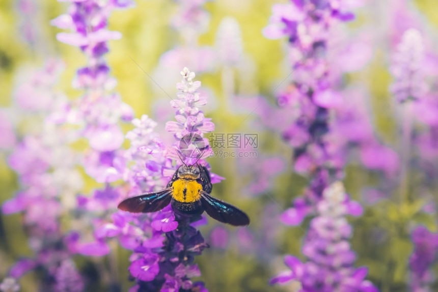 木匠蜜蜂浸在大自然美丽的花朵上漏洞保护昆虫学图片