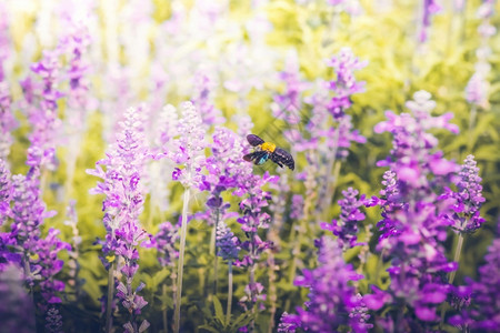 野生动物花粉木匠蜜蜂飞向美丽的花朵大自然紫色图片