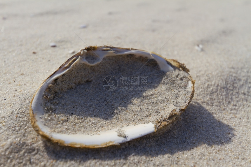 炎热的夏日沙滩上的贝壳图片