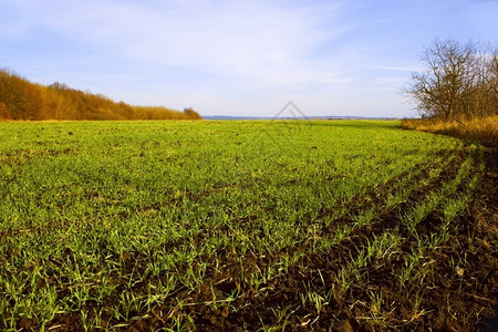 水平的生长庄稼秋末天好气冬季种田小麦背景图片