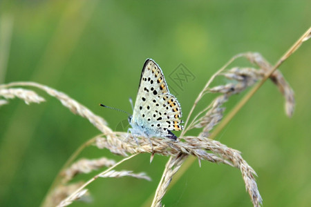 青蓝银的漂亮蝴蝶在刀片上胡子夏天抽象的高清图片