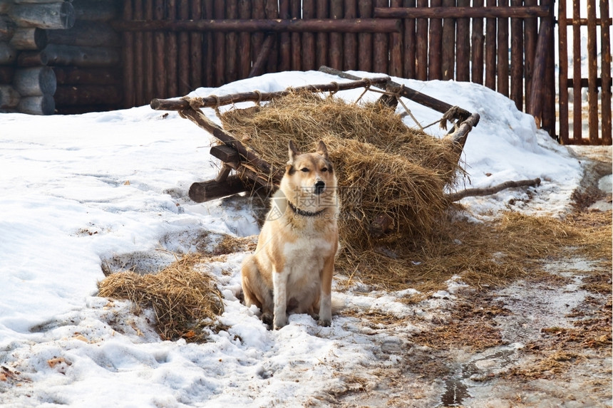 建造景观生活在农村背景物体中的狗冬季农民图片