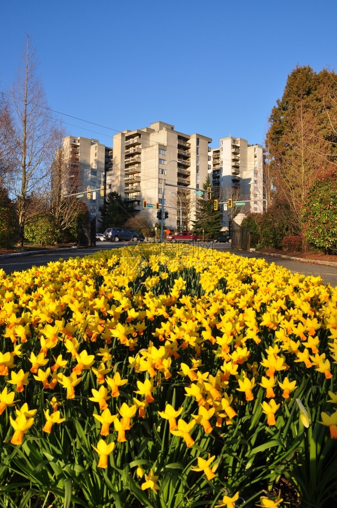 自然城市和花景杂草公寓颜色图片