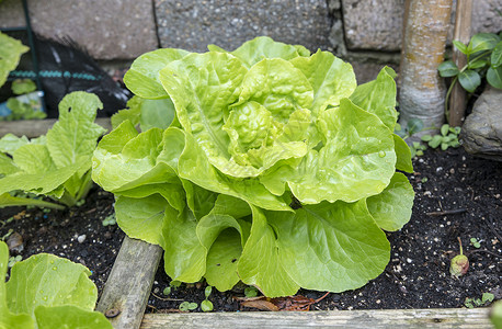 素食主义者蔬菜花园配有新鲜生菜用于美味健康饮食叶子夏天图片
