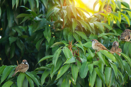 绿色动物美丽的鸟雀在树枝上图片