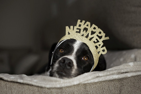 贴纸领结可爱的狗和快乐新年王冠有趣图片