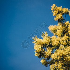春蓝天空中闪光树的黄花盛开作为背景束荆礼物图片