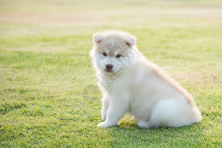 看阳光下草地上的可爱西比莉安哈斯基小狗有趣的沙哑图片