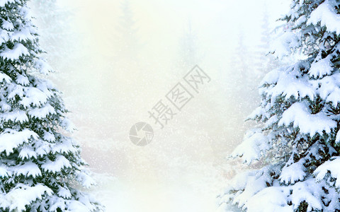 森林中被雪覆盖的云杉图片