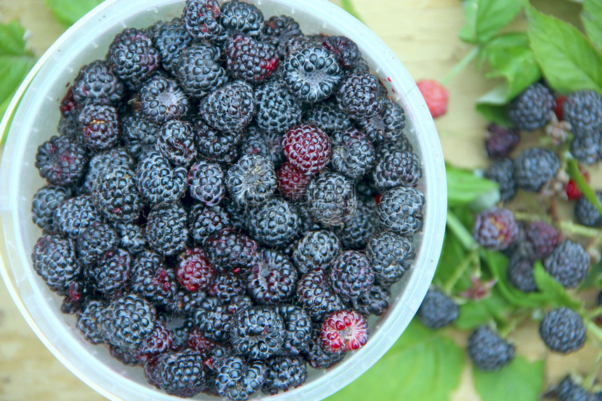 黑色覆盆子浆果作物桶中成熟的西洋莓装满新鲜甜黑覆盆子的桶成熟覆盆子特写新鲜的山莓帽图片