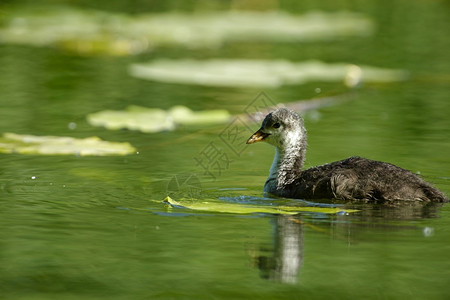 红色的老小鸡Fulocaatra在池塘里游泳春天六月黑色的公园图片