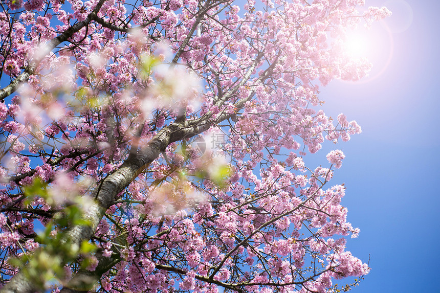 粉色的盛开樱花树与粉红色的盛开日本樱花在蓝天背景特写盛开的樱花树与粉红色的盛开日本樱花在蓝天背景瓣植物群图片