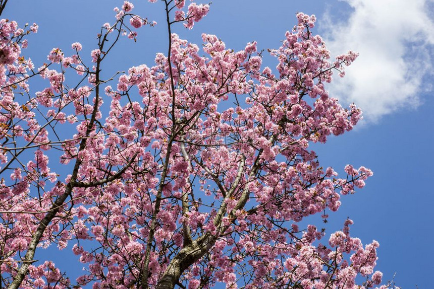 盛开的樱花树与粉红色的盛开日本樱花在蓝天背景特写盛开的樱花树与粉红色的盛开日本樱花在蓝天背景韩国人日语本图片