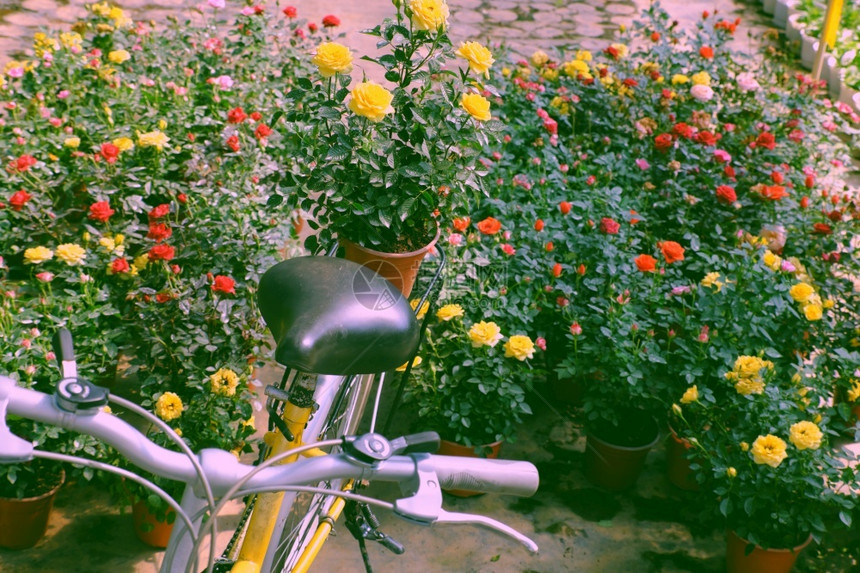花园的美丽场景春天有鲜花蓬盛的朵在越南大拉特DaLat骑着黄色自行车运输的马鞍上玫瑰锅旅行自然充满活力图片