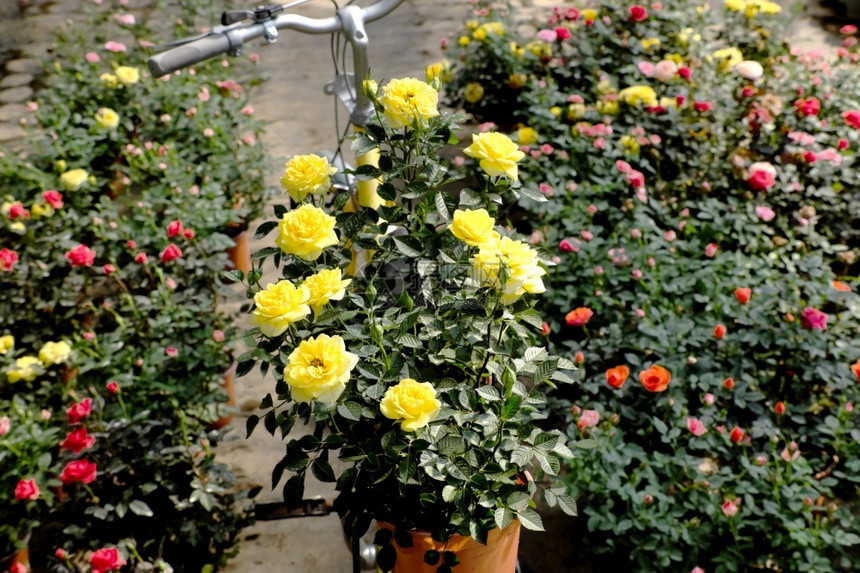 花园的美丽场景春天有鲜花蓬盛的朵在越南大拉特DaLat骑着黄色自行车运输的马鞍上玫瑰锅场地植物群漂亮的图片