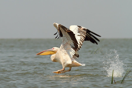 羽毛伟大的离开罗马尼亚多瑙河三角洲从水面起飞的大型骨蛋白氏腺素图片