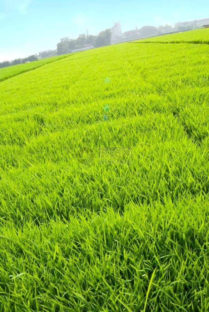 院子远离城市的草地和天线暂时放松叶子景观图片