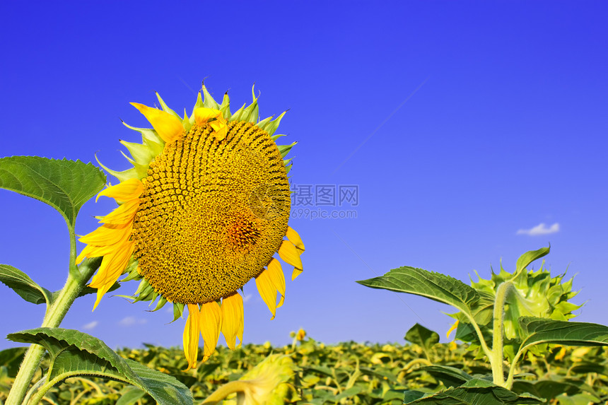 阳光向日葵头在深蓝的天下登上向日葵球场的成熟期郁葱屈服图片