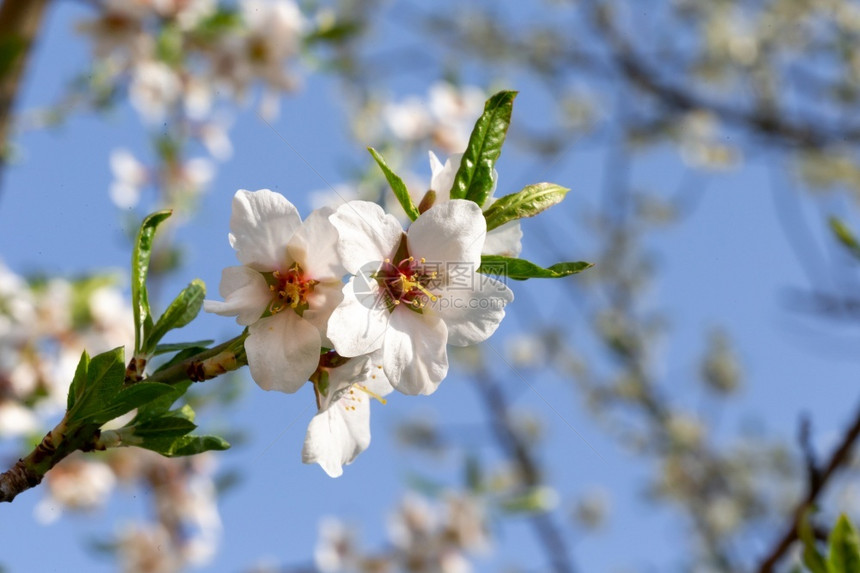 初生绿叶的白樱花初生绿叶的白樱花植物群春天日本图片