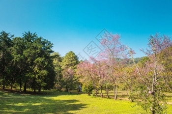 樱花开美丽的自然公园中普鲁努斯塞拉索迪花朵的风景图片