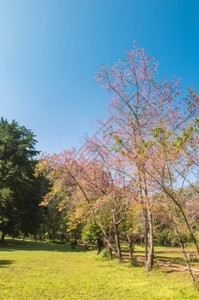 自然公园中普鲁努斯塞拉索迪花朵的风景樱旅行高的图片