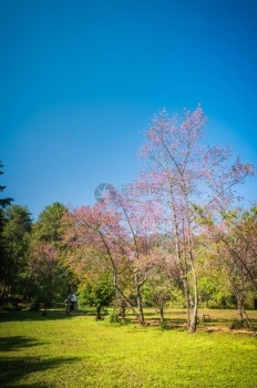 泰国绽放自然公园中普鲁努斯塞拉索迪花朵的风景放松图片
