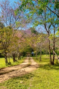 樱花叶子自然公园中普鲁努斯塞拉索迪花朵的风景旅行图片