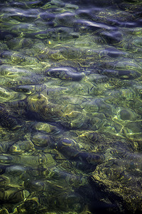 自然银海洋中的鱼类生物的详情团体图片