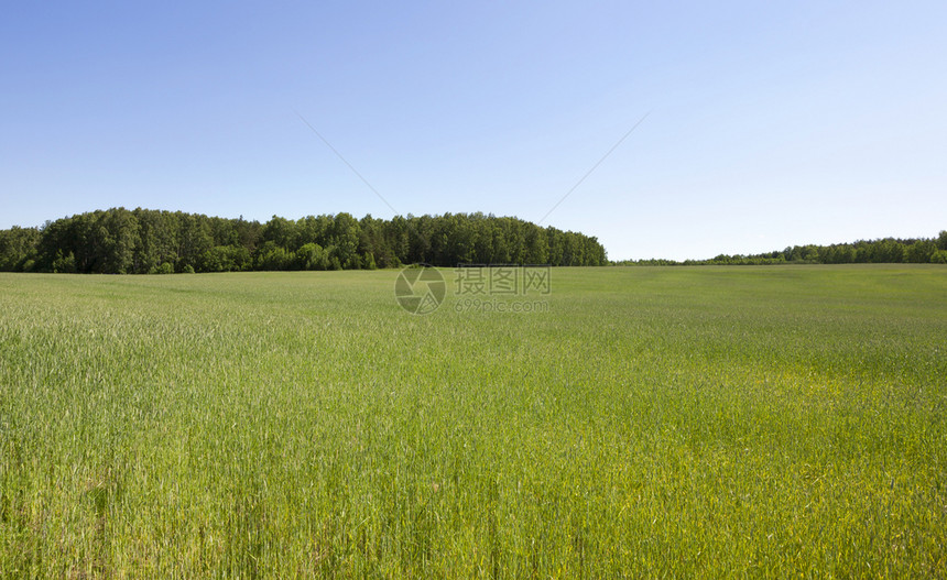 夏季风景绿小麦在雪地上生长森林变低蓝天空在地平线上生长风景观阳光日落旅行图片
