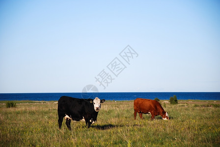 田园牛肉夏天前在一片美丽的牧草地海边牛群农田图片