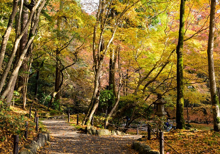 秋季树林小路图片