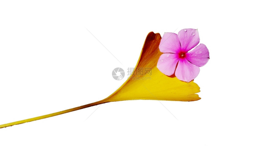金子木叶和白色的紫花朵被白种背景隔绝爱自然图片
