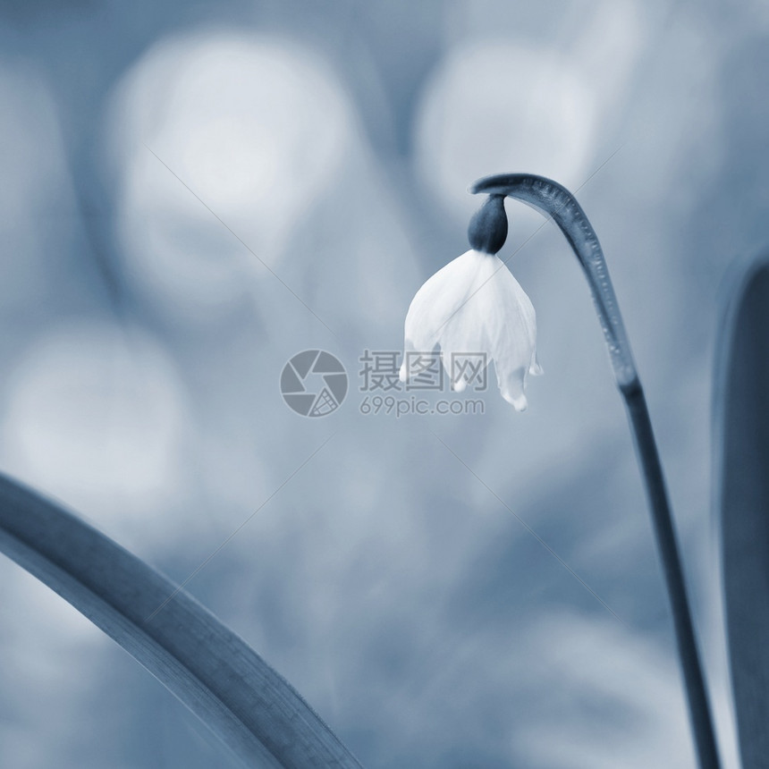 自然水美丽的春雪花朵白胡萝卜的图片