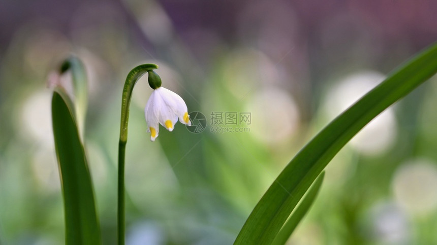 绿色自然颜美丽的春雪花朵白胡萝卜图片