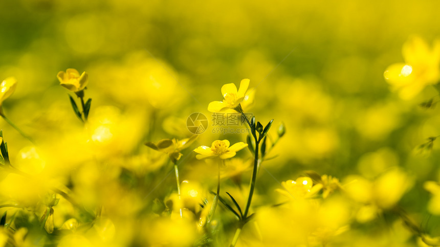 夏天白色的药物阳光明媚白天田里有黄色的春花图片