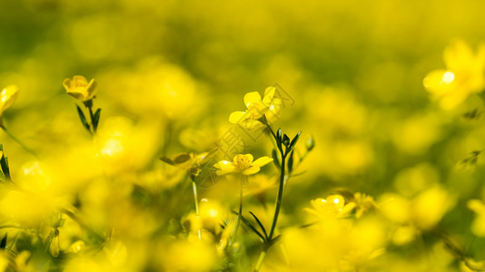 夏天白色的药物阳光明媚白天田里有黄色的春花图片