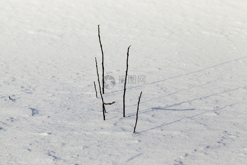 花的美丽冬季雪和地漂浮在寒冷的草原上冬青中干燥的草枝在积雪和地底边缘图片