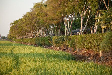 黄色的绿白饭在稻田里的米粒在大自然的田野里鲜绿图片