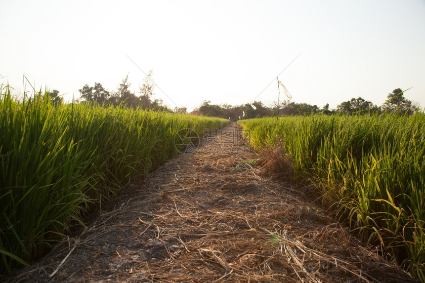在稻田里的米粒在大自然的田野里鲜绿景观新的植物图片