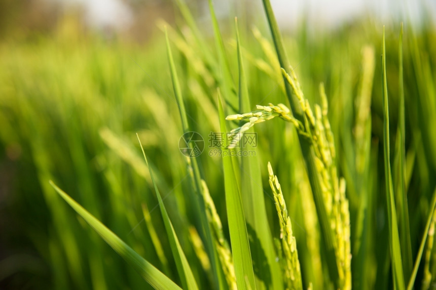秋季抽穗的水稻图片