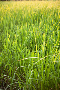 食物在稻田里的米粒在大自然的田野里鲜绿树秋天图片