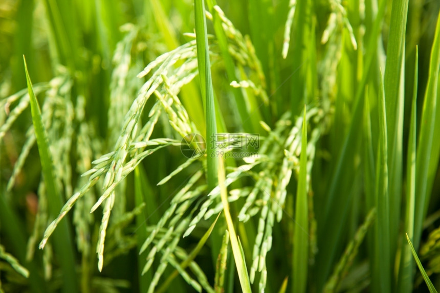 亚洲人在稻田里的米粒在大自然的田野里鲜绿植物群季节图片