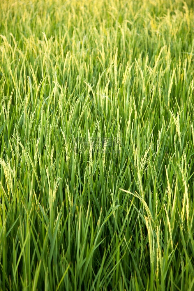 亚洲人在稻田里的米粒在大自然的田野里鲜绿生长泰国图片