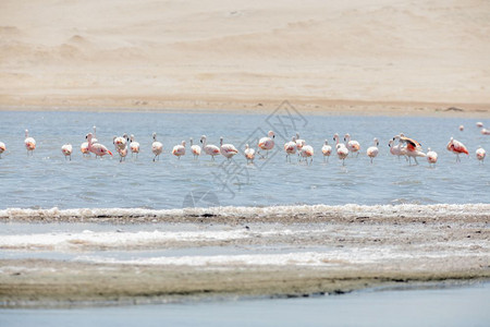 海洋美国喵秘鲁帕拉卡斯保留地FlamingosChilenos图片