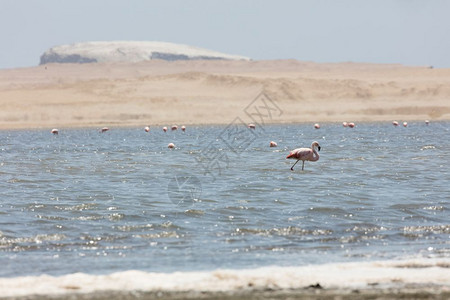 秘鲁帕拉卡斯保留地FlamingosChilenos动物宏伟飞图片