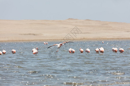 粉色的秘鲁帕拉卡斯保留地FlamingosChilenos巡航洋舰图片