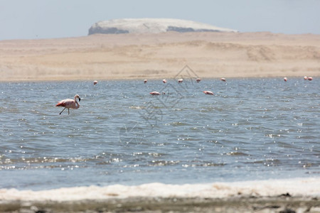 岛娱乐秘鲁帕拉卡斯保留地FlamingosChilenos蓝色的图片